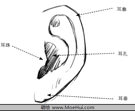 漫画入门-12.耳朵的结构-绝对领域
