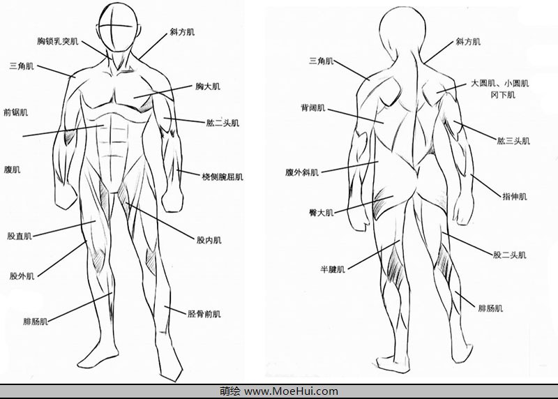 漫画入门-17.肌肉的结构和身体的绘制-绝对领域