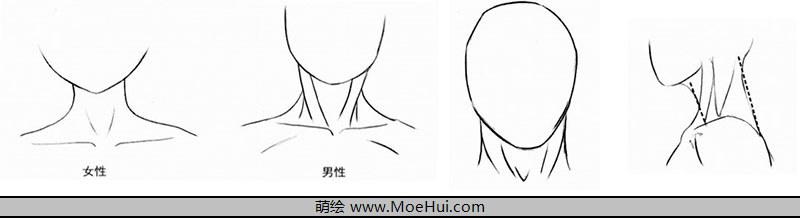 漫画入门-18.颈部的结构与动态-绝对领域