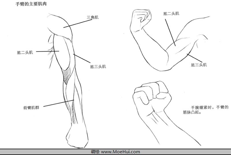 漫画入门-21.手臂的绘制-绝对领域