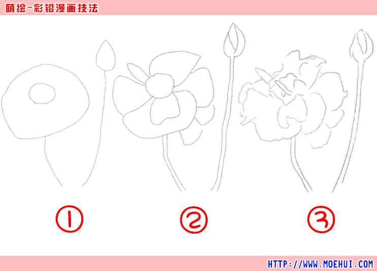 通用色铅笔入门练习-花毛茛-绝对领域