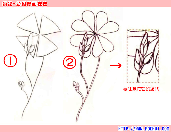 通用色铅笔入门练习-幸运四叶草-绝对领域