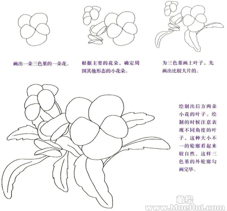 通用色铅笔入门练习-三色堇-绝对领域