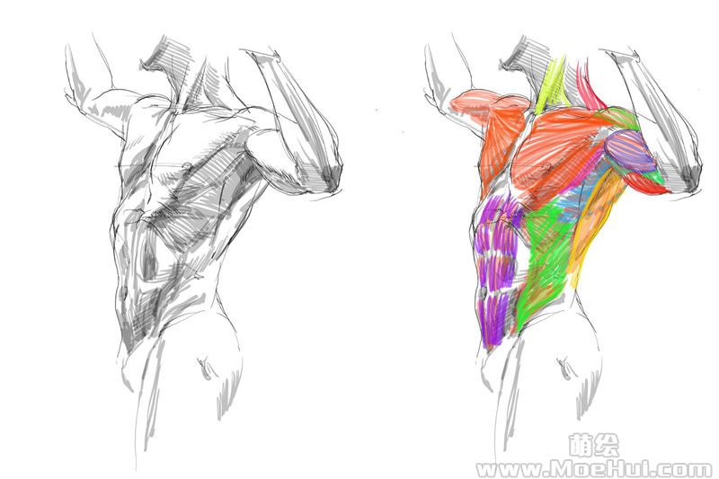 [会员][伊豆の美術解剖学者(kato_anatomy、加藤公太)]推特图片包[1722P]-绝对领域